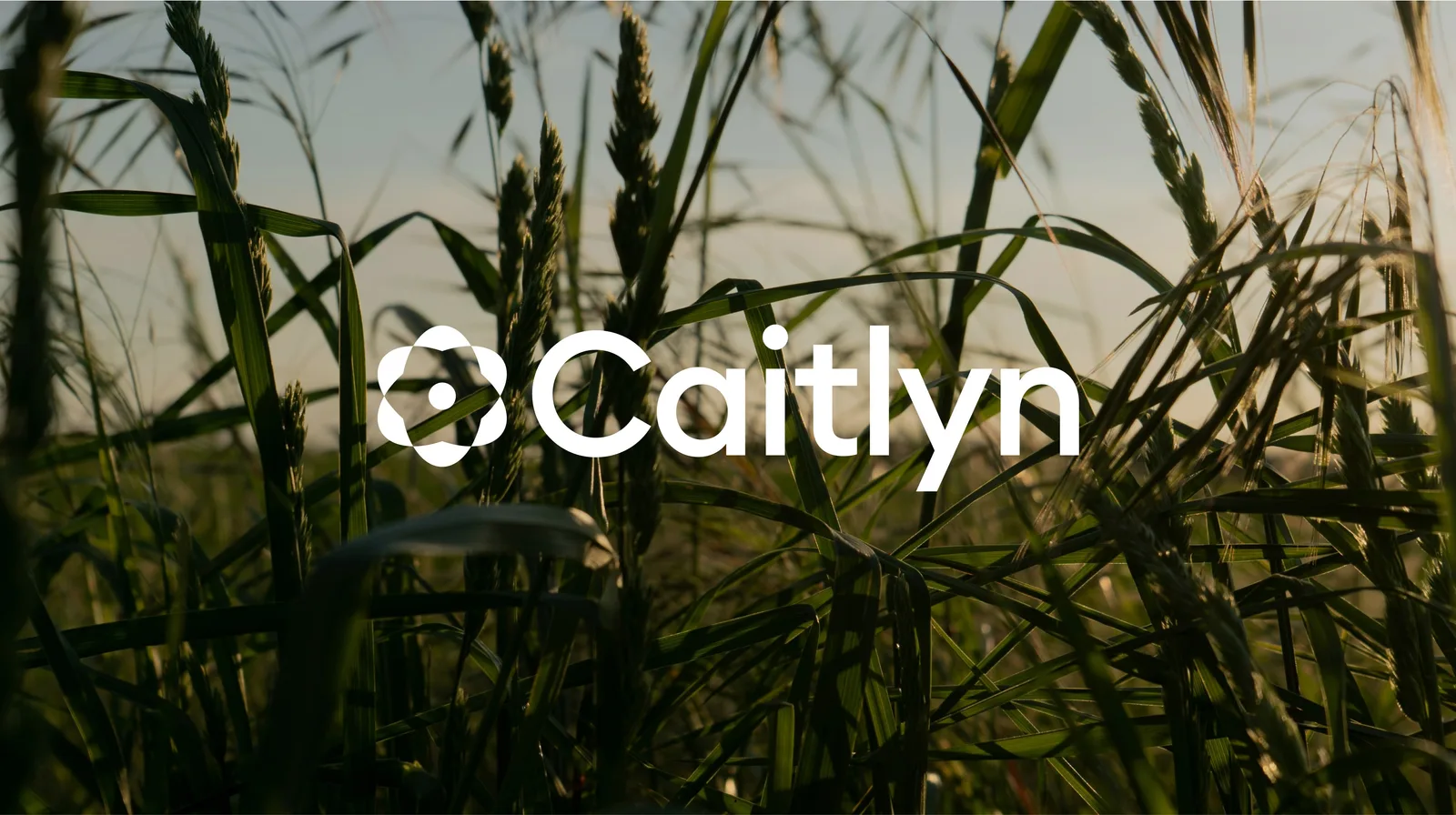 Caitlyn brand system by Kallan & Co