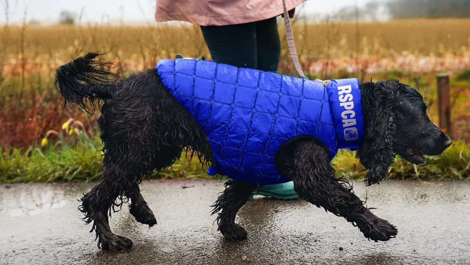 RSPCA brand identity design by Jones Knowles Ritchie (5)