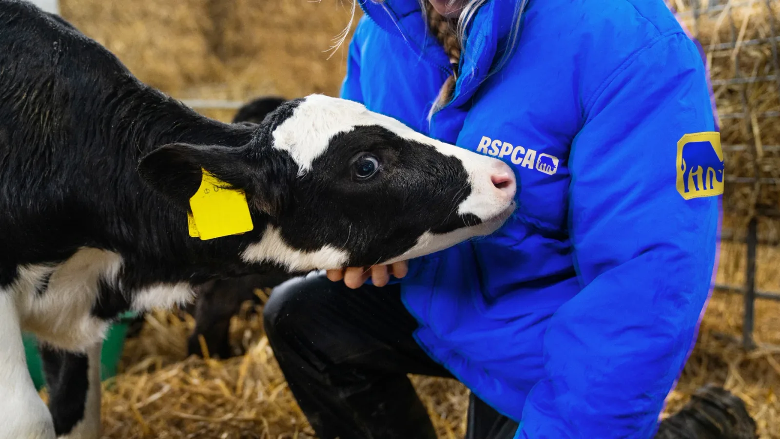 RSPCA brand identity design by Jones Knowles Ritchie (7)