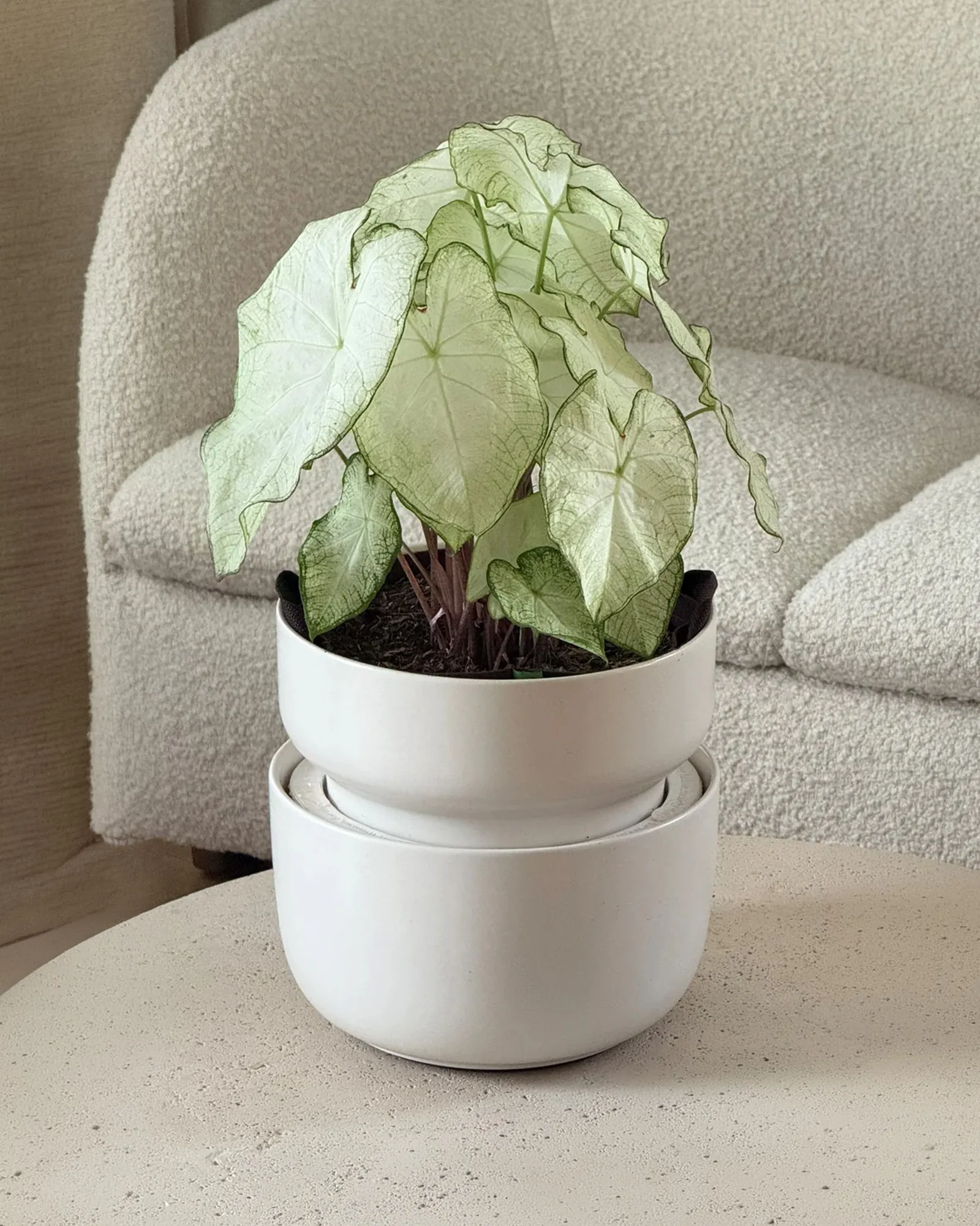 Tendril ceramic self-watering planter with a white-leaved plant