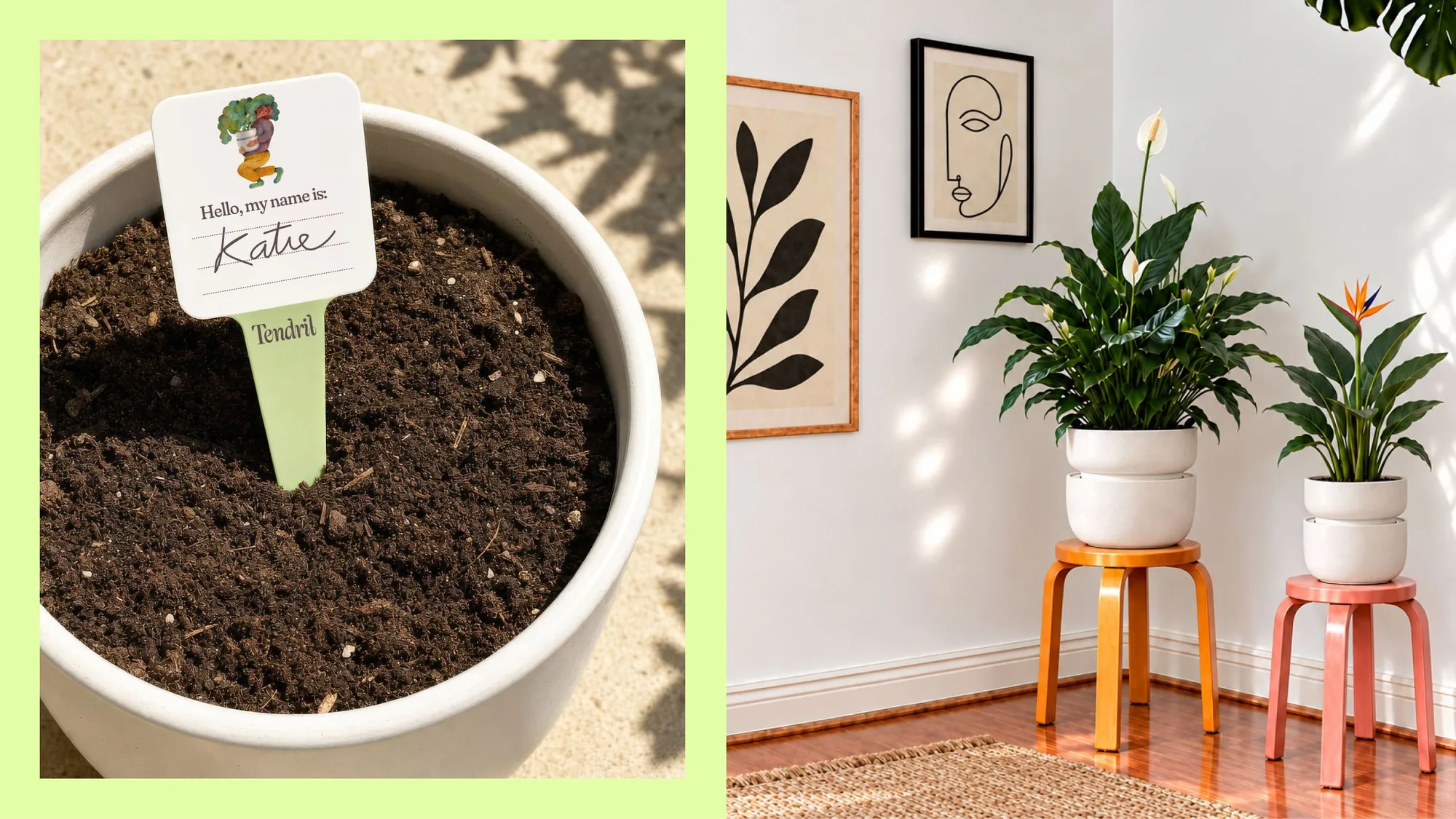 Tendril plant label with a name tag and planters in a living room