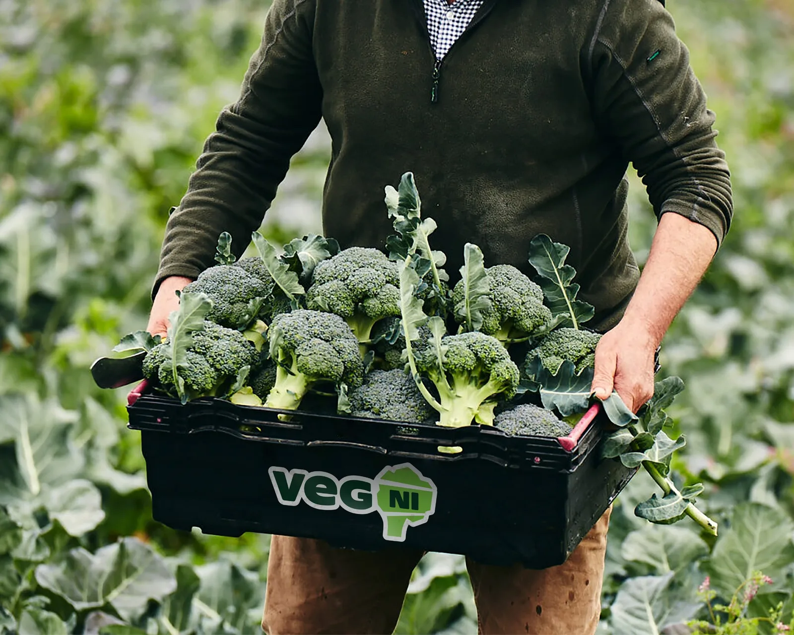 Veg NI brand identity design by Jack Renwick Studio (6)